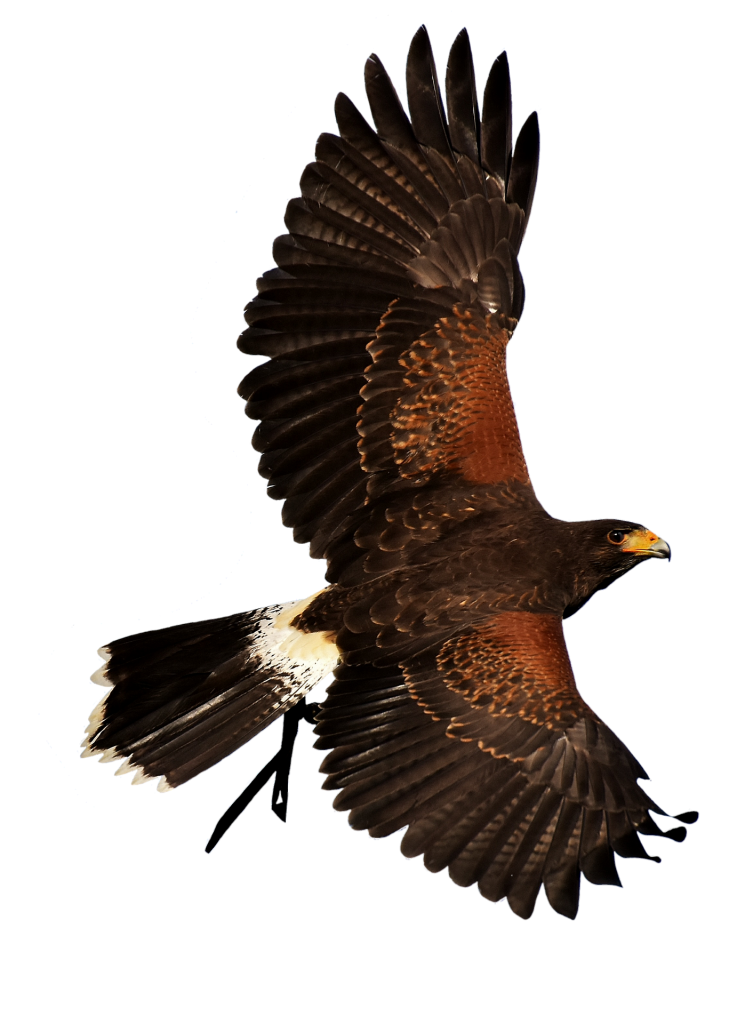 Falconers@Work - Woestijnbuizerd in vlucht