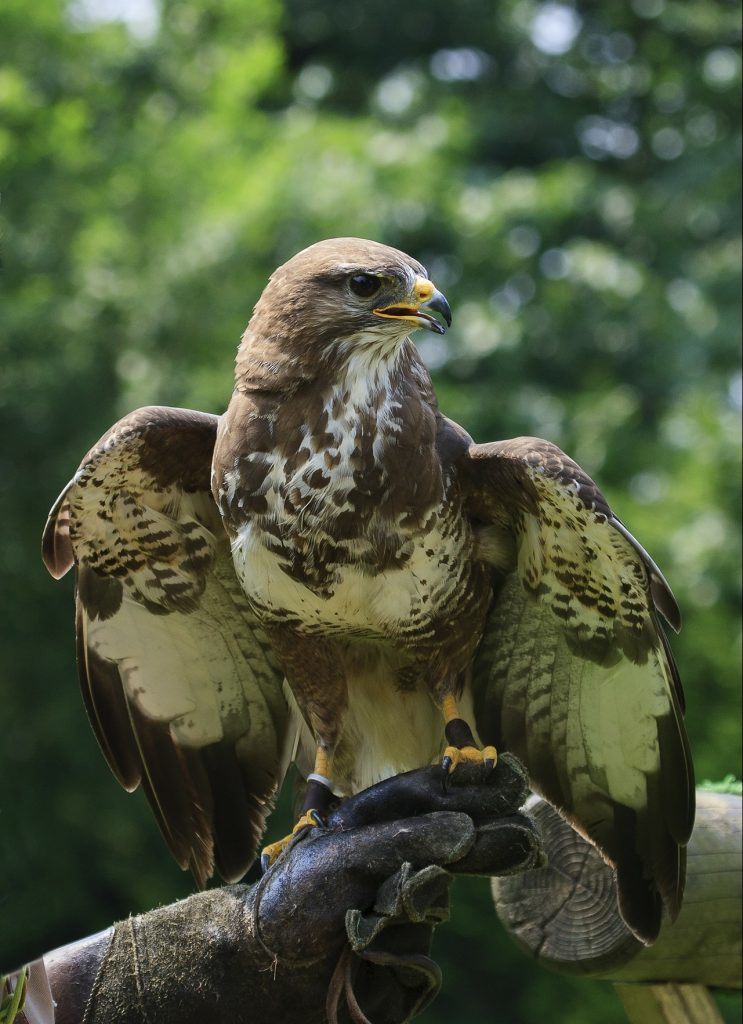 Falconers @ Work - Europese Buizerd