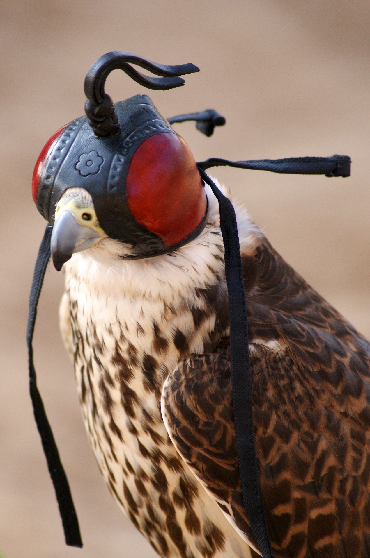 Een valk met een huif op Falconers@Work - Valk met huif