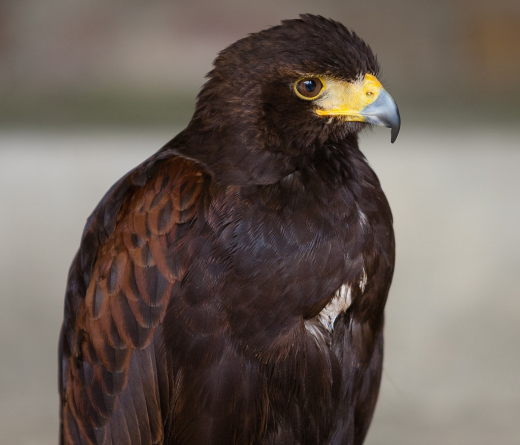 Overlastbestrijding met roofvogels Woestijnbuizerd overlastbestrijding