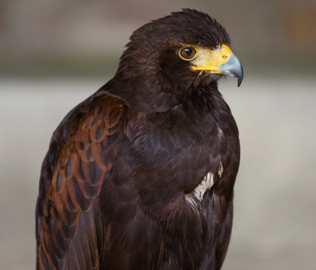 Woestijnbuizerd overlastbestrijding