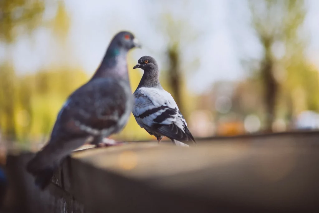 Hoe zonnepanelen beschermen tegen vogels? duiven