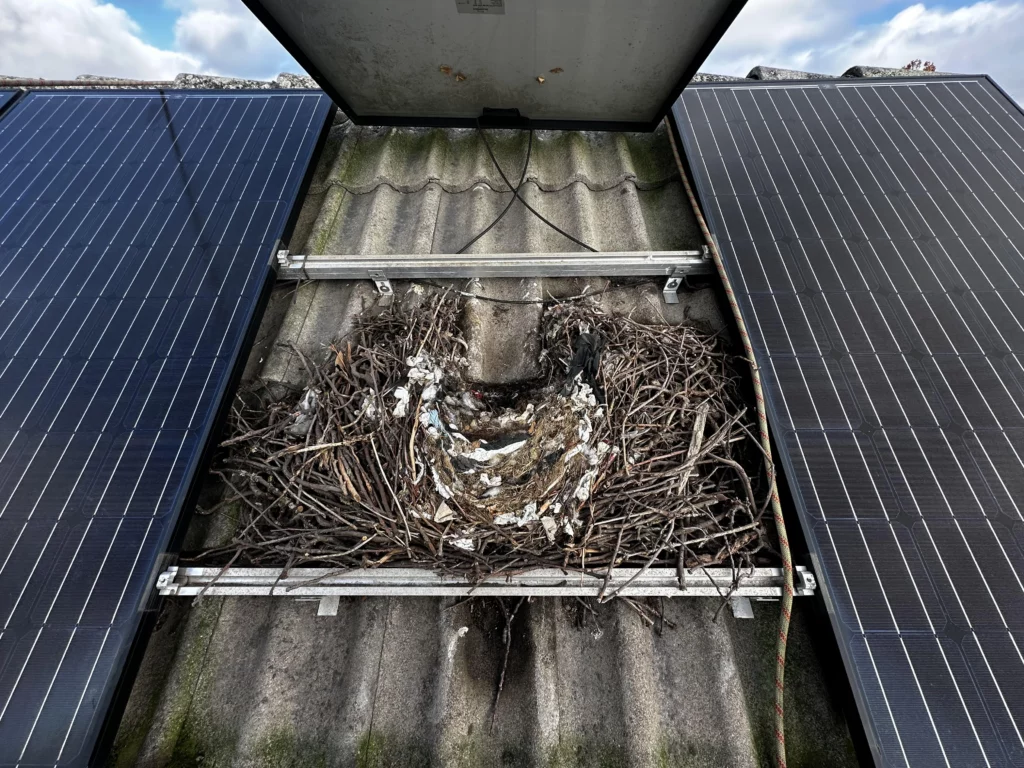 Duivennesten onder zonnepanelen: wat kan je er aan doen? Vogelnest zonnepanelen